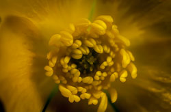 Flowers and Plants