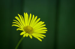 Flowers and Plants