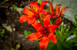 Flowers and Plants