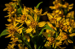 Flowers and Plants