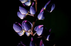 Flowers and Plants