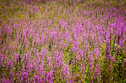 Flowers and Plants