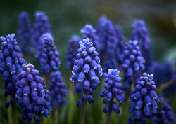 Flowers and Plants