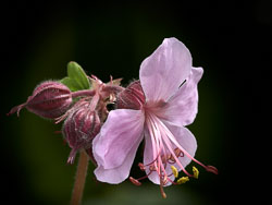 Flowers and Plants