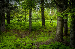 Nature- and Landscape