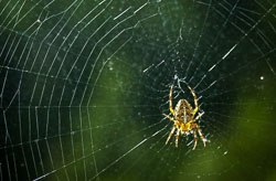 Wildlife
