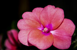 Flowers and Plants