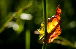 Flowers and Plants