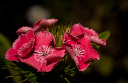 Flowers and Plants