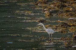 Wildlife